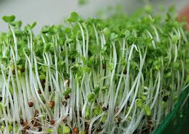 Well, you can, and you should, continue to eat broccoli which contains many micronutrients not contained in broccoli sprouts. Sprouting Broccoli Seeds A Sprout Variety High In Glucoraphanin