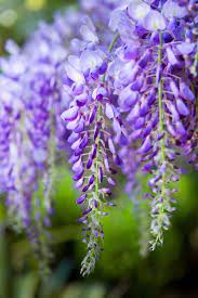 Wisteria Plant Guide Types Climate And Pruning Wisteria Plant Australian Garden Wisteria Garden