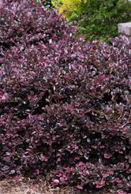 The purple diamond loropetalum has some really fantastic bright purple foliage. Purple Diamond Semi Dwarf Loropetalum Plant Development Services Inc