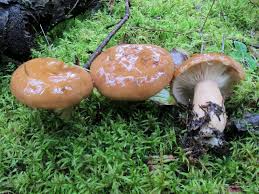 Image result for Lactarius mutabilis