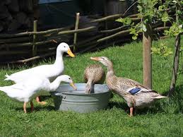 نتیجه جستجوی لغت [canard] در گوگل