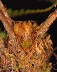 Image result for Athyrium lewalleanum
