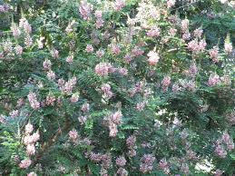 Image result for Indigofera filipes