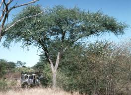 Image result for Acacia erioloba
