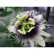 Image result for Passiflora edulis