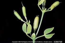 Image result for Zygophyllum cuneifolium