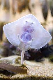 Baby Stingray Baby Stingray Ocean Animals Ocean Creatures