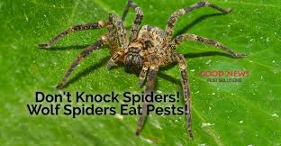 Maybe you would like to learn more about one of these? Don T Knock Spiders Wolf Spiders Eat Pests Good News Pest Solutions Green Pest Control In Sarasota