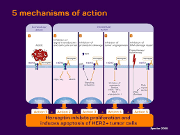 How long is herceptin given? Herceptin Herceptin Trastuzumab Herceptin Small Tumor Ppt Download
