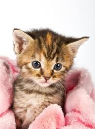 1,392 likes · 141 talking about this. Kaj Potrebujejo Macji Mladici Mucek Si