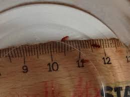 Mein mann hat ihn doch als reismehlkäfer indendiviziert! Was Sind Das Fur Tiere In Meinem Bett Kafer Lause Bettwanzen