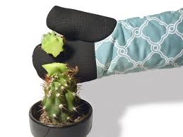 How many types of cacti are there? How To Mend A Cactus Ifixit Repair Guide