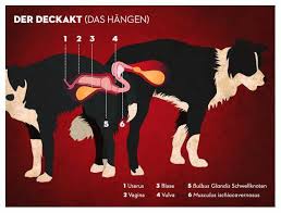 Ich halte meist gemischte unkastrierte paarungen. Facebook