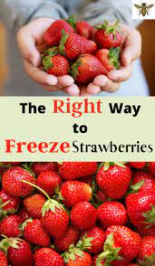 How To Freeze Strawberries Properly Frozen Strawberries Strawberry Frozen