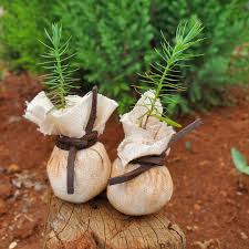 Image result for Juniperus procera