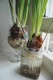Flowering Paperwhite Bulbs Paperwhites Bulb Tiny White Flowers