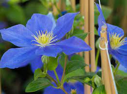 Maybe you would like to learn more about one of these? Waldrebe Fujimusume Clematis Fujimusume Gunstig Online Kaufen