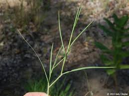 Image result for Digitaria maitlandii