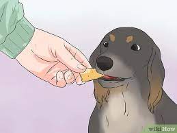 How To Stop A Dog Barking At Other Dogs With Pictures Wikihow Pet