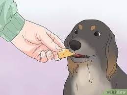 Maybe you would like to learn more about one of these? How To Stop A Dog Barking At Other Dogs With Pictures Wikihow Pet