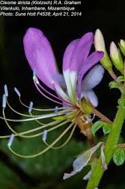Image result for Cleome stricta