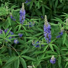 Image result for Vitex ferruginea