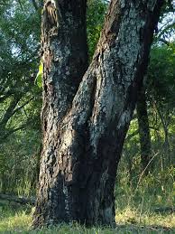 Image result for Drypetes mossambicensis