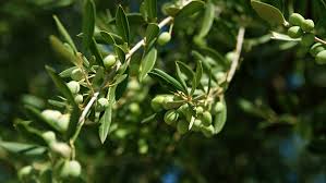 Maybe you would like to learn more about one of these? Greece And Its Glorious Olive Tree Cgtn
