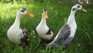 6 Duck Breeds To Raise For Eggs Hobby Farms