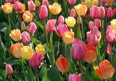 An old bamboo tree an old bamboo tree a winds came into the tree , sway ! Haiku Poems About Flowers Let Us Celebrate Flashcards Example For Free
