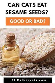 Can Cats Eat Sesame Seeds Are They Safe For Cats