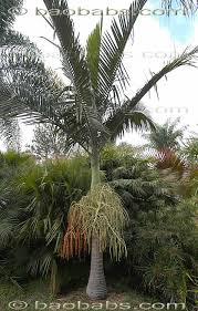 Image result for Acanthophoenix rubra