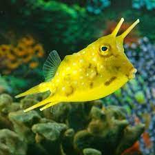 The Longhorn Cowfish Saltwater Fish Tanks Cow Fish Saltwater Aquarium Fish