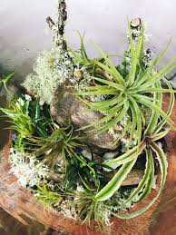 Custom Terrarium With Tillandsia And Sand Art Another Open Air Custom Planting The Spotlight Of This One Is Tillandsia Dwarf Mondo Grass Plants Mondo Grass