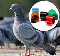 2Pcs/Lot 134.2KHz RFID Pigeon Ring Tag Hitag S256 Foot Band Racing Tags ABS  Waterproof for Tracking Management - AliExpress