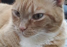 I've never been there so forgive me if i sound ignorant, it's just what you can watch kedi, a documentary about the cats of istanbul. King Street Cats Reviews And Ratings Alexandria Va Donate Volunteer Review Greatnonprofits