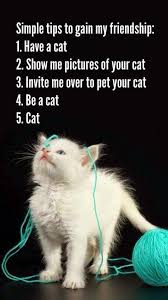 Ways To Gain My Friendship Funny Cat Memes Show Me Pictures Cats