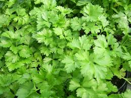 Pin On Gardening