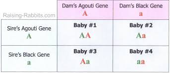 Rabbit Genetics Easy To Understand Basics Of Genetic