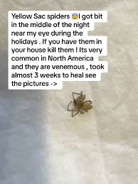 Image result for yellow sac spider bite skin