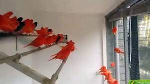 We did not find results for: Ternak Kenari Merah Red Intensive Secara Koloni Video Dailymotion