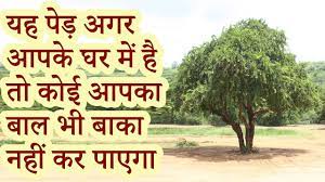 क्या आप जानते हैं कि यदि आपके घर में केवल ये पौधे हैं, तो आपके पास कोई बुराई नहीं आएगी…