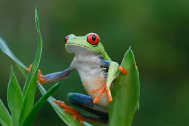World S Best Red Eyed Tree Frog Stock Pictures Photos And Images Getty Images Red Eyed Tree Frog Tree Frogs Frog Pictures