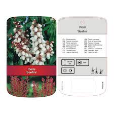 Image result for Pieris japonský bonfire obrázek