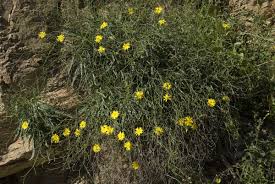 Image result for Launaea