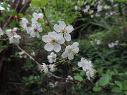 White clusters of flowers in spring + fall foliage why white dogwood trees? Ramblings Of A Naturalist House Circuit 7 White Flowering Trees And Shrubs
