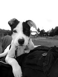 milka 3 puppy pitbull love cute perros