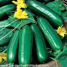 Cucumbers are vigorous and need lots of nutrition and water. Cucumber Lech F1 Greenhouse Variety For Spring And Autumn Cultivation Under Covers 30 Seeds Garden Seeds Market Free Shipping