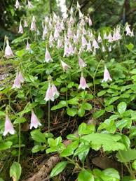 Image result for Linnaea borealis