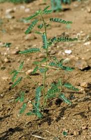 Image result for Phyllanthus polyanthus